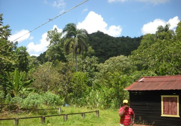 Cacao Production Farms for sale