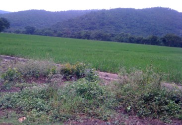 Rice Farm Agriculture in La Vega