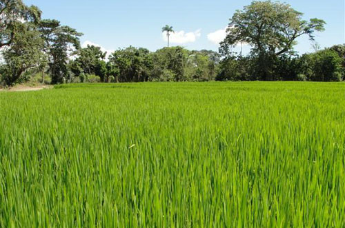 #1 Rice Farm with over 9,000 acres for sale - San Francisco-Nagua