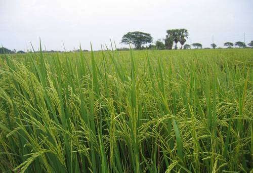 #5 Rice Farm with over 9,000 acres for sale - San Francisco-Nagua
