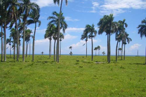 #5 Stunning Beachfront Land With Wide Frontage