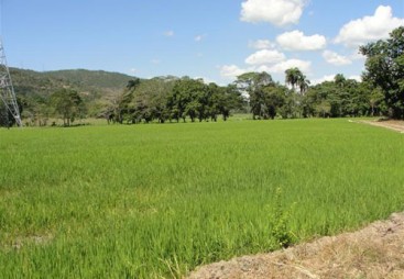 Rice Farm with over 9,000 acres for sale - San Francisco-Nagua