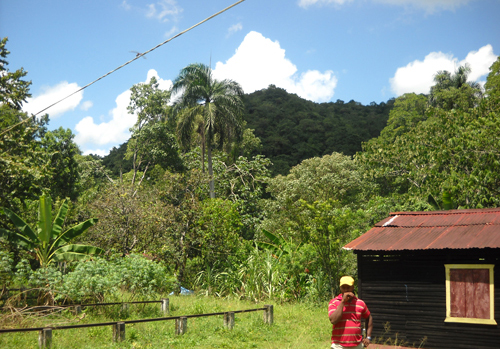 #0 Cacao Production Farms for sale