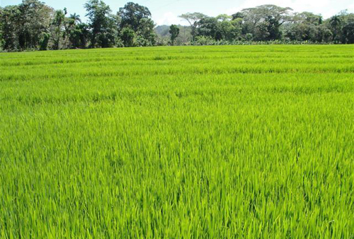 #8 Rice Farm Agriculture in La Vega