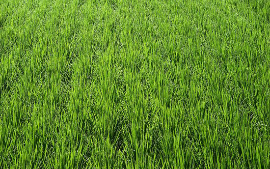 #4 Rice Farm with over 9,000 acres for sale - San Francisco-Nagua