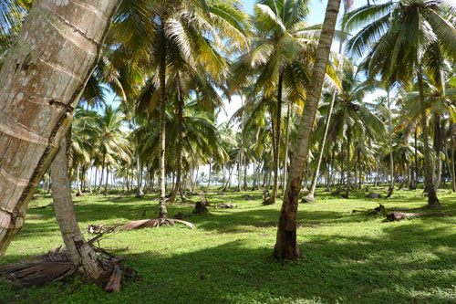 #8 Stunning beachfront land with wide frontage in Samana