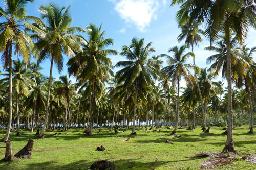 #0 Stunning beachfront land with wide frontage in Samana