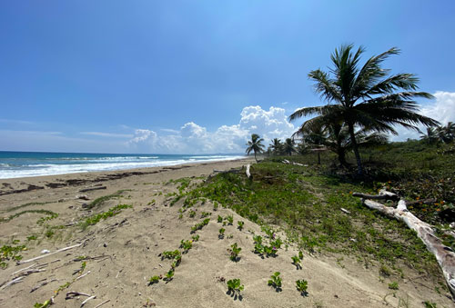 #3 Excellent beachfront lots in unspoilt location